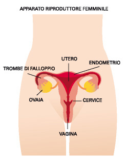 Apparato femminile